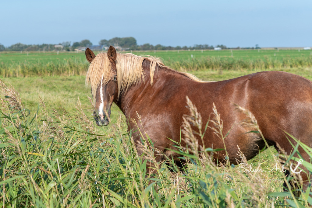 EAF_9430 | Eilun-Art-Fotografie Levke Martens, ihre Fotografin für Immobilien- und Landschaftsfotografie auf Föhr, Föhrer Motive als Poster, Leinwand, hinter Acrylglas oder stelle dir deinen eigenen Monatskalender zusammen, mit nur einem Klick