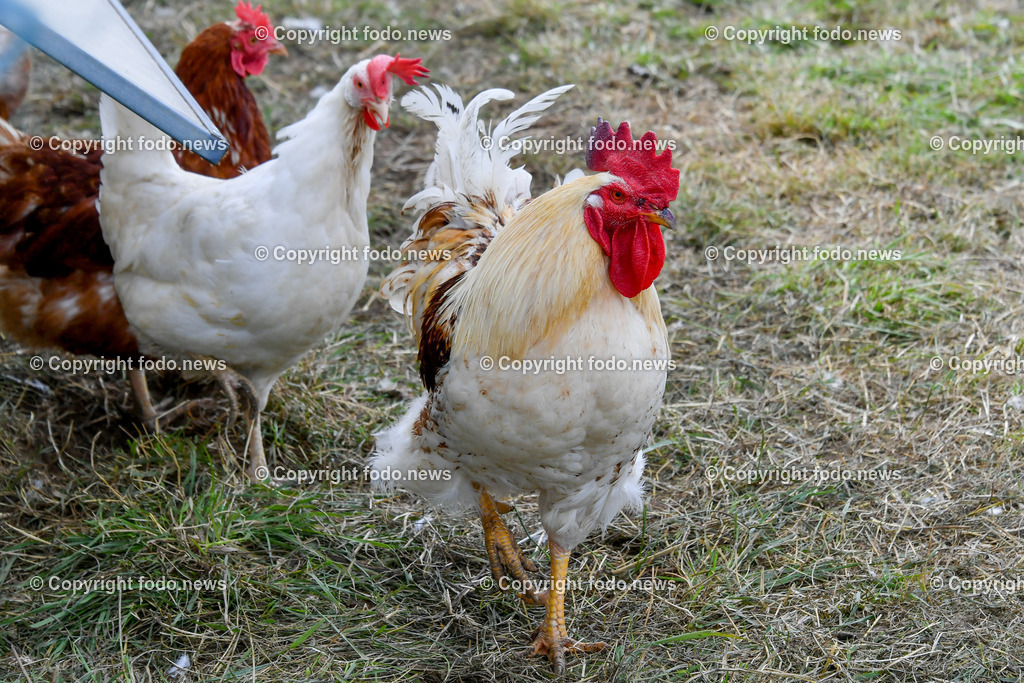 Deutschland_ Baden-Wuerttemberg_ Ebersbach an der Fils_ 23.07.2025-16 | 23.07.2025, Deutschland, GER, Baden-Wuerttemberg, Ebersbach an der Fils, im Bild Themenbild, Landwirtschaft, Bauernhof, Tiere, Huhn, Huehner, Hühner, Hennen, Haehne, Hahn, Hähne, Helndl, Freilandhuehner, Freilandhaltung,  Nutztiere, Feature, Symbolbild