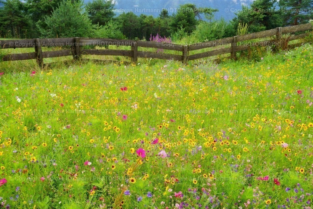 Blühwiese | Blühwiese - Realisiert mit Pictrs.com