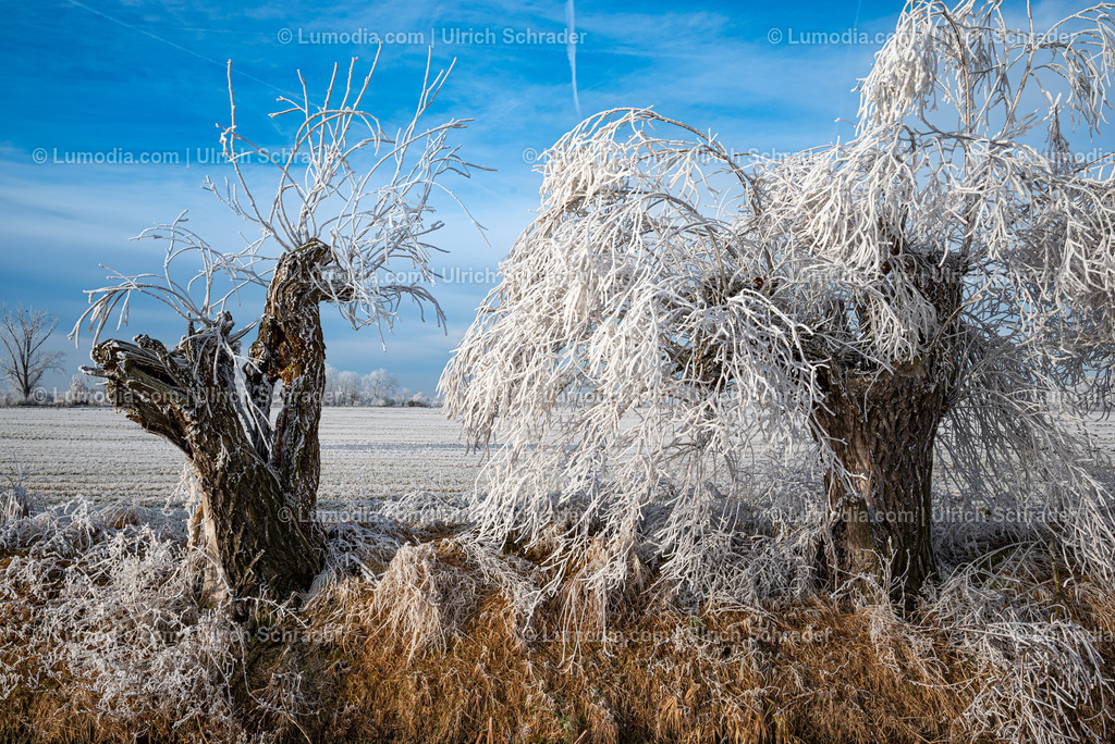 10049-13475 - Winterzauber im Großen Bruch | Stockfoto und Bilderpool mit Bildmaterial aus Deutschland, dem Harz, Halberstadt, Quedlinburg, Wernigerode und weltweit. Qualitativ hochwertige und professionelle Fotos anschauen und kaufen. - Realisiert mit Pictrs.com