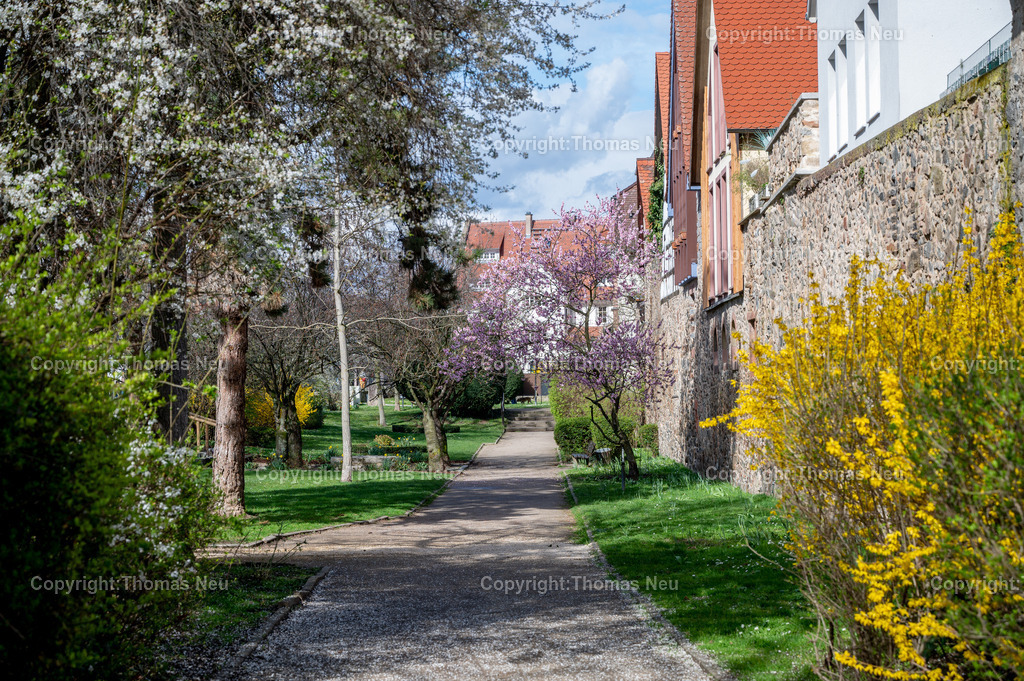 DSC_9869 | Die älteste Stadt an der Hessischen Bergstraße ist Zwingenberg. Die historische Altstadt mit schmucken Fachwerkhäusern lädt zum Verweilen ein. Hier der Stadtpark im Frühling mit Osterglocken, Mandelblüte und Forsythien ,, Bild: Thomas Neu