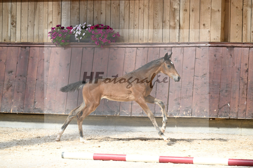 Kat-Nr. 18 SF Dream Royal x Bonifatius_Goldhofer_32240206 | hf-fotografie - Realisiert mit Pictrs.com