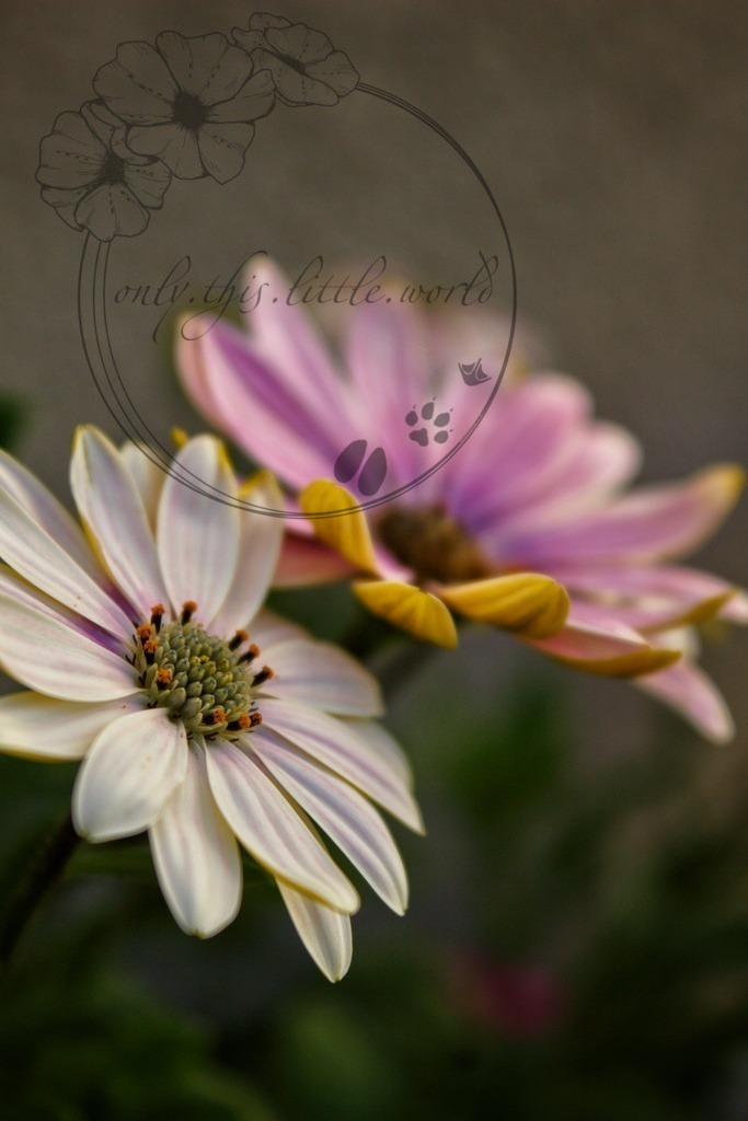 IMG_7780-01 | only.this.little.world - Realisiert mit Pictrs.com