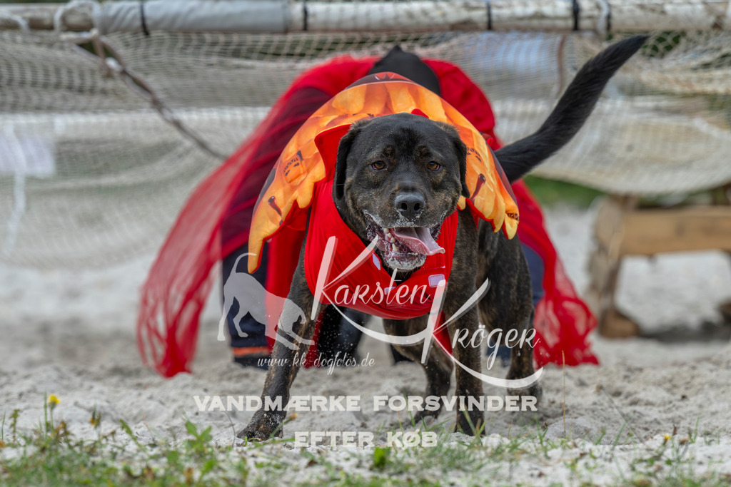 1023_ZZ93895 | kk-dogfotos