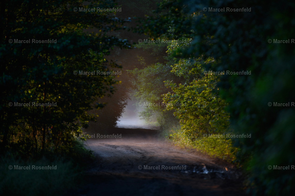 _DSC2780 | foto-rosenfeld