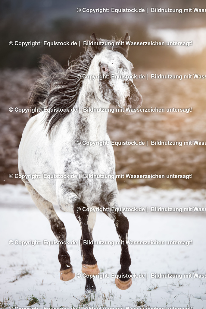 20150209_Knabstrupper_im_Schnee_0006 | equistock