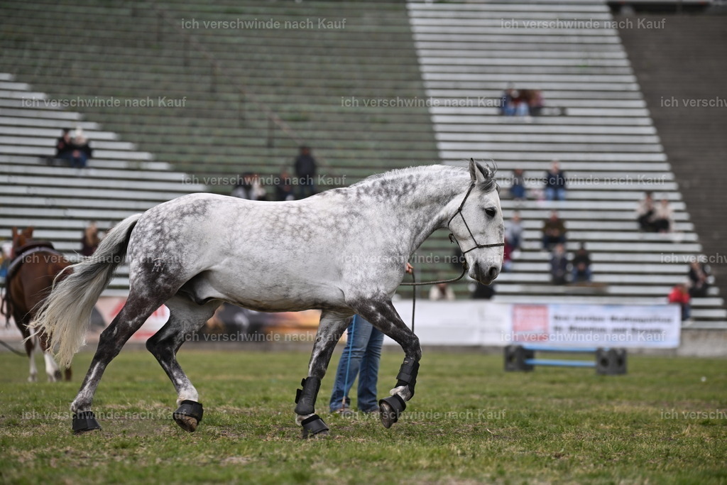 PI26_Show_Sara_Landvogt_226_1540.JPG | working equitationturnier fotograf videograf stoibphotography marixx film working equitation deutschland reitsport turnierfotografie eventfotografie equestrian events
