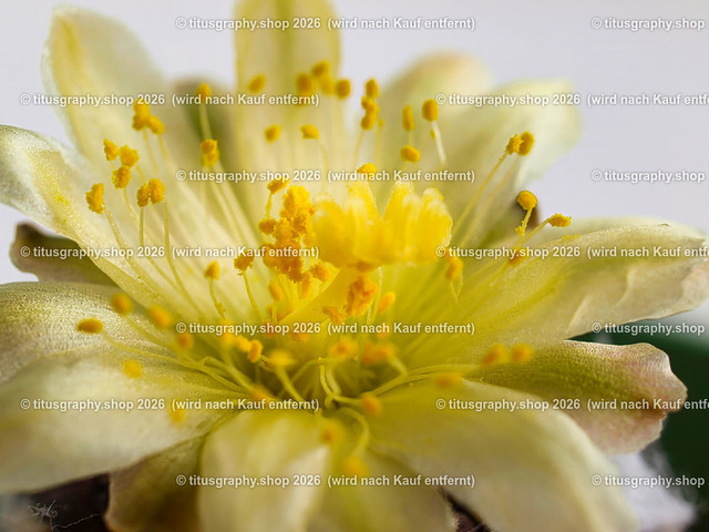 titusgraphy_P7267708-vz-ln | titusgraphy-shop: Geschenkideen mit Qualitätsfotos. titusgraphy-shop: gift ideas with quality photos. titusgraphy-shop: idées cadeaux avec photos de qualité.  - Realisiert mit Pictrs.com
