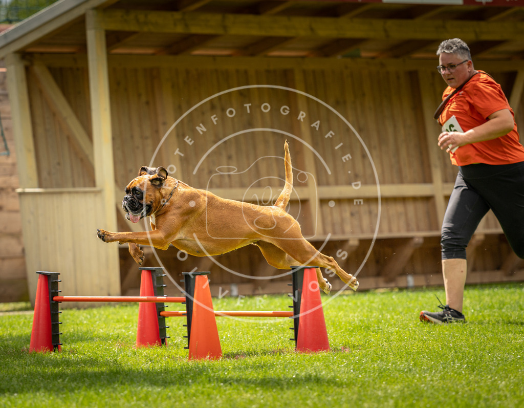 Pfotenfotografie_DV3A3595 | Hundefotografie, Tierfotograf, Pfotenfotografie, Fotoshooting Hund, Hunde Portrait, Hundesport, Hundeportraits, Heideshooting, Hunde, Sportfotograf, Hundefotograf, Turnierhundsport, THS,  - Realisiert mit Pictrs.com