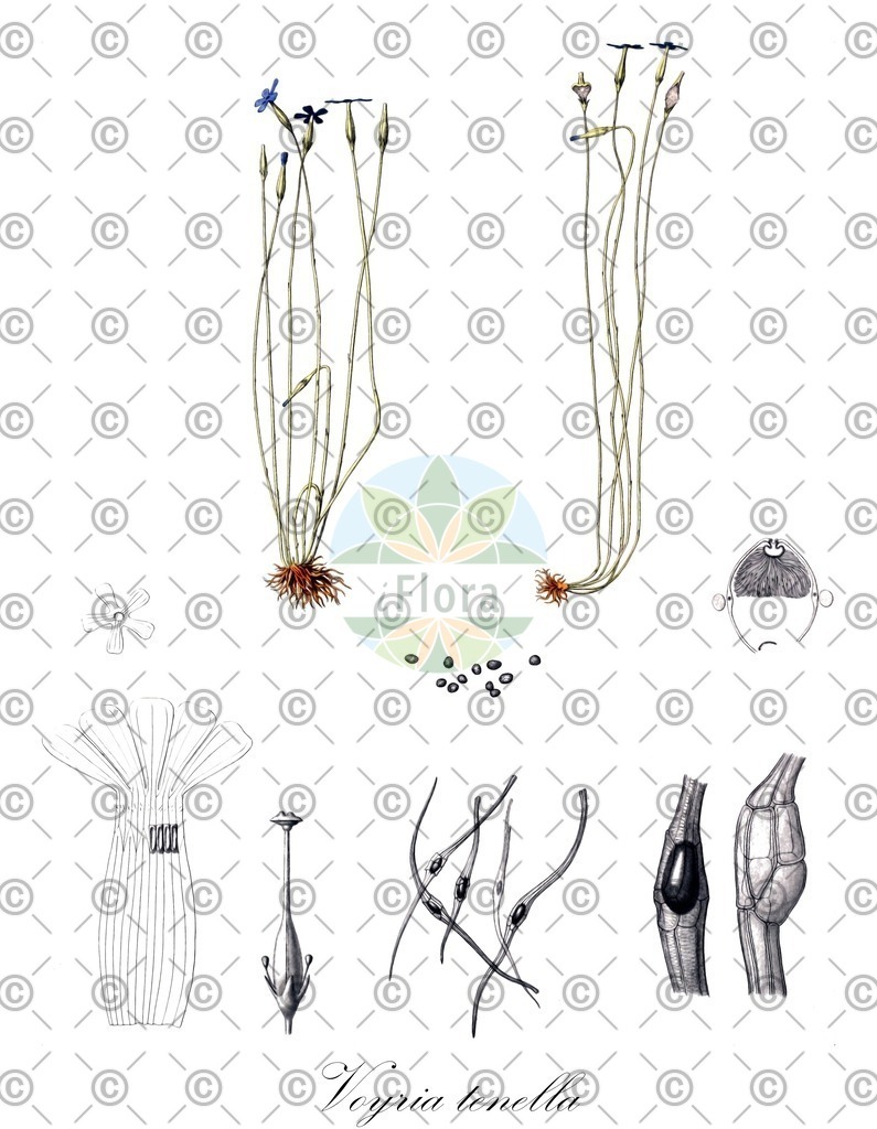 HistAbb_EMP_142038_1_FloraD_Simple | Historische Abbildung von Voyria tenella - Gentianaceae | Historical Illustration of Voyria tenella - Gentianaceae