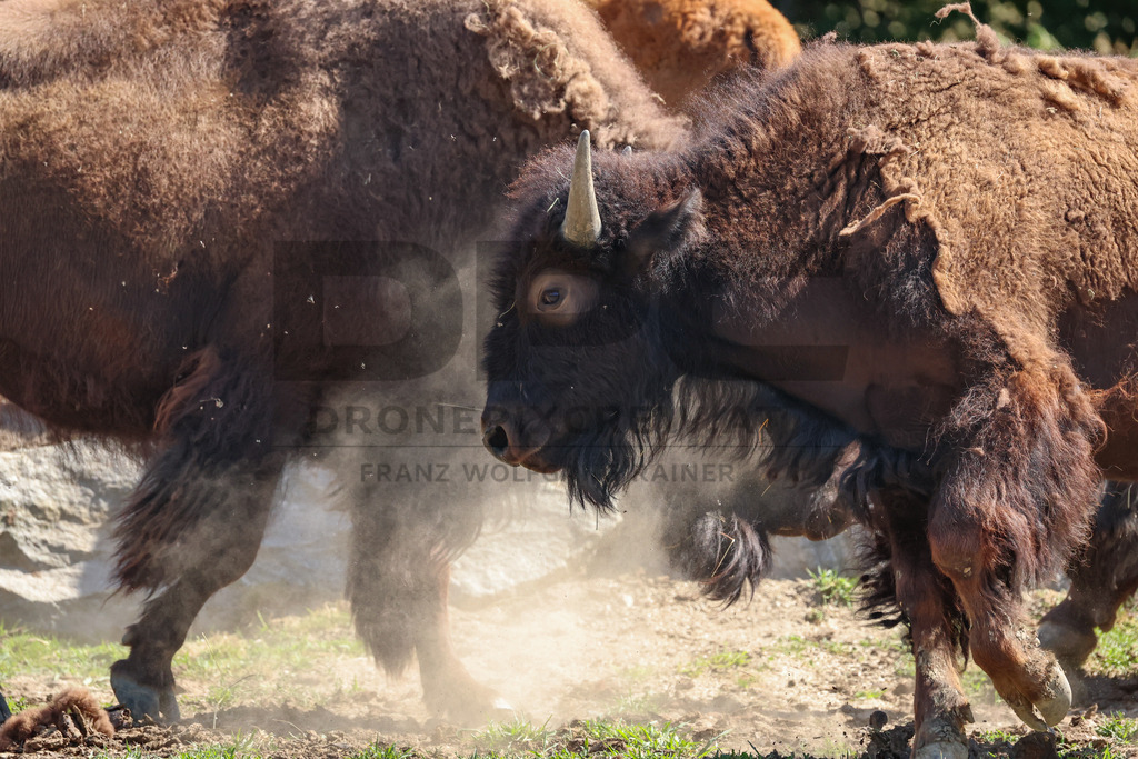 Bisons at Tierpark Herberstein // Bisons im Tierpark Herberstein | Bisons at Tierpark Herberstein in Styria, Austria. The scene shows the powerful animals in their enclosure and highlights their impressive appearance, calm presence and natural behavior in the zoo environment. // Bisons im Tierpark Herberstein in der Steiermark, Österreich. Die Szene zeigt die kraftvollen Tiere in ihrem Gehege und hebt ihr eindrucksvolles Erscheinungsbild, ihre ruhige Präsenz und ihr natürliches Verhalten im Tierpark hervor. - Realisiert mit Pictrs.com