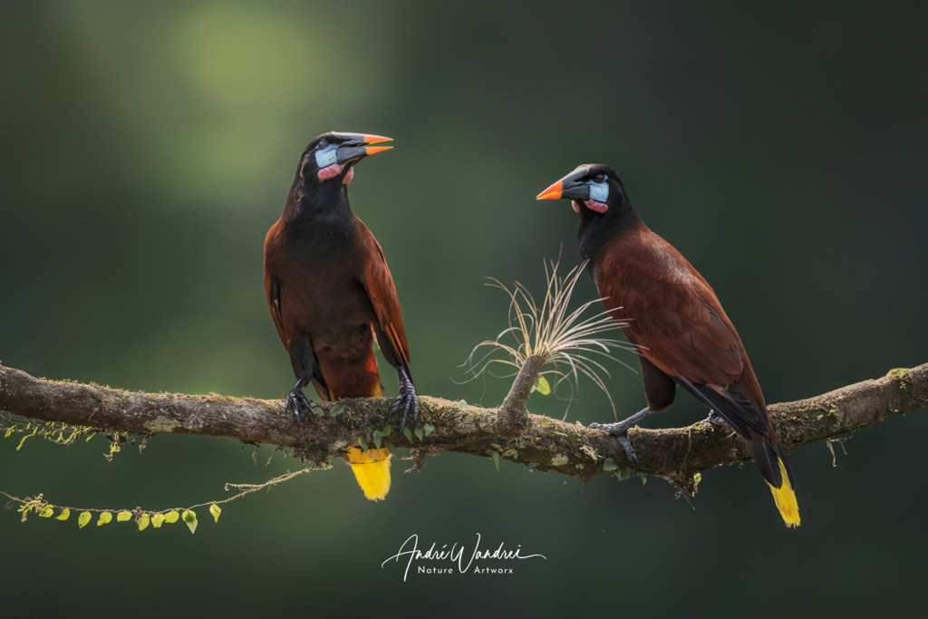 Sänger der Dämmerung | Andre Wandrei - Nature Artworx - Realisiert mit Pictrs.com