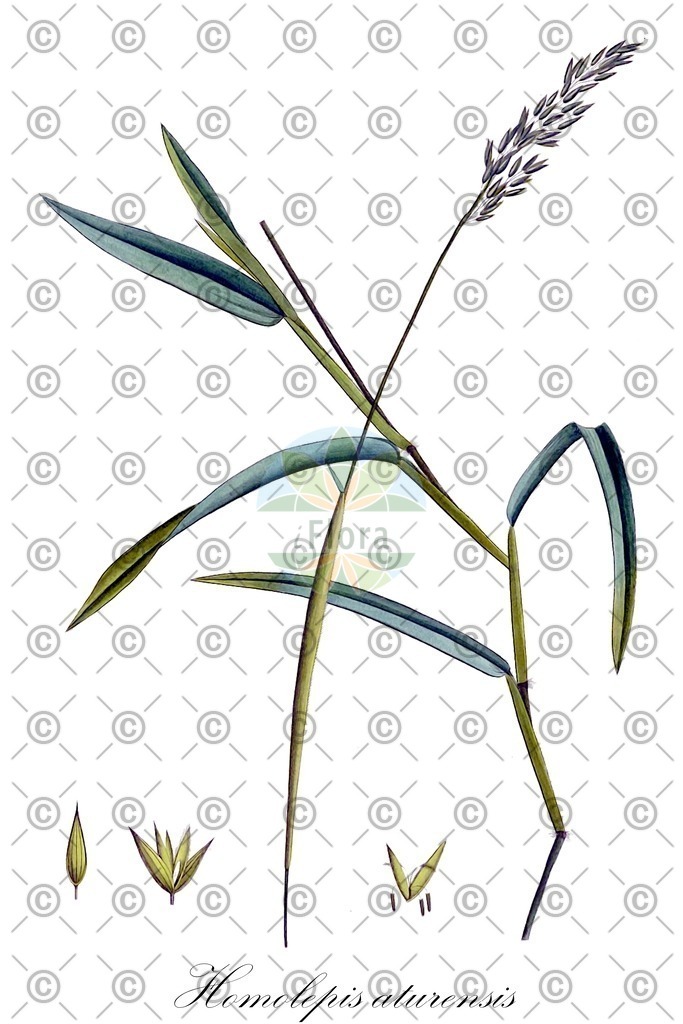 HistAbb_wfo-0000214976_1_ENZY_Simple | Historische Abbildung von Homolepis aturensis - Poaceae | Historical Illustration of Homolepis aturensis - Poaceae