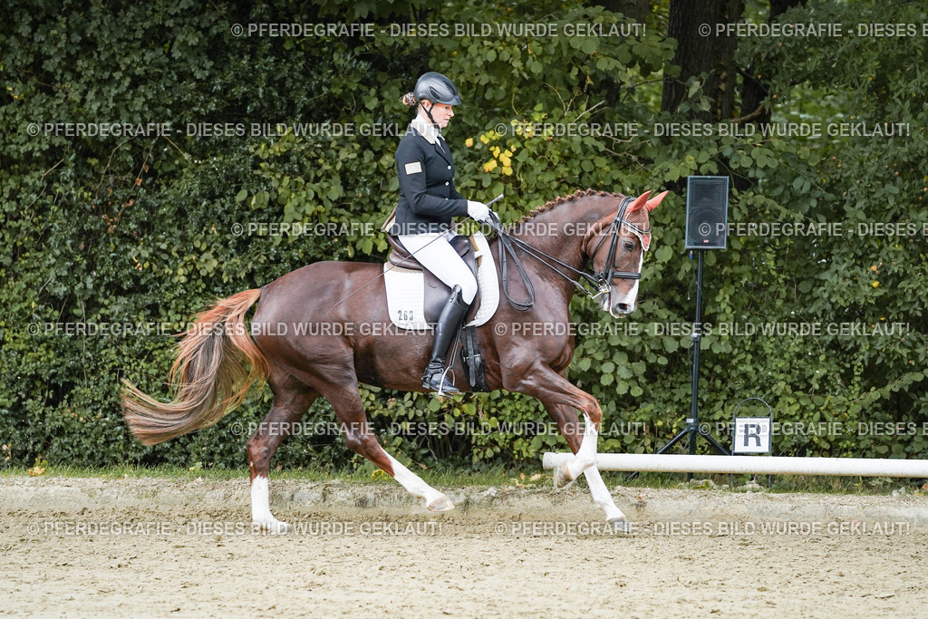 DSC06848 | Pferdegrafie