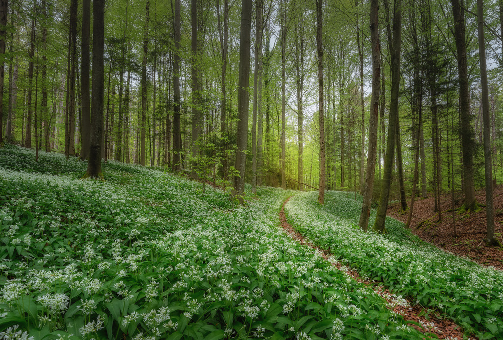 Durch den Bärlauch | Im Sihlwald im Naturschutzgebiet - Realisiert mit Pictrs.com