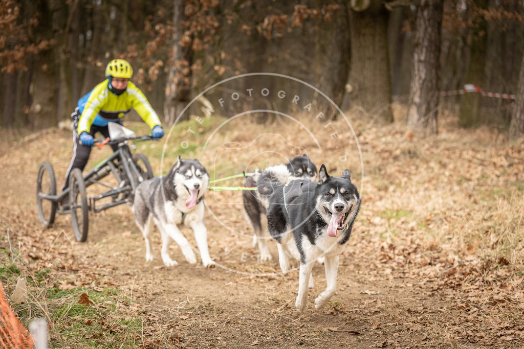 Pfotenfotografie_DV3A4884 | Hundefotografie, Tierfotograf, Pfotenfotografie, Fotoshooting Hund, Hunde Portrait, Hundesport, Hundeportraits, Heideshooting, Hunde, Sportfotograf, Hundefotograf, Turnierhundsport, THS,  - Realisiert mit Pictrs.com