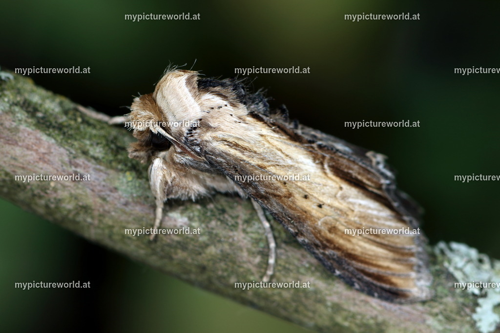 Shargacucullia scrophulariae-005 | Das Bilderarchiv über Tiere, Planzen und Landschaften. In der Bilddatenbank finden Sie ein große Auswahl an hochwertigen Bilder für Ihre Werbung - Realisiert mit Pictrs.com