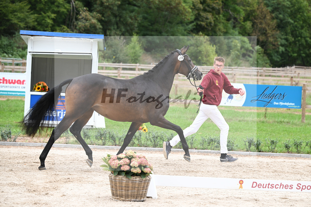 Kat-Nr. 19 Noblesse Oblige_Societe Hippique et dElevage S.A._49221320 | hf-fotografie - Realizzato con Pictrs.com