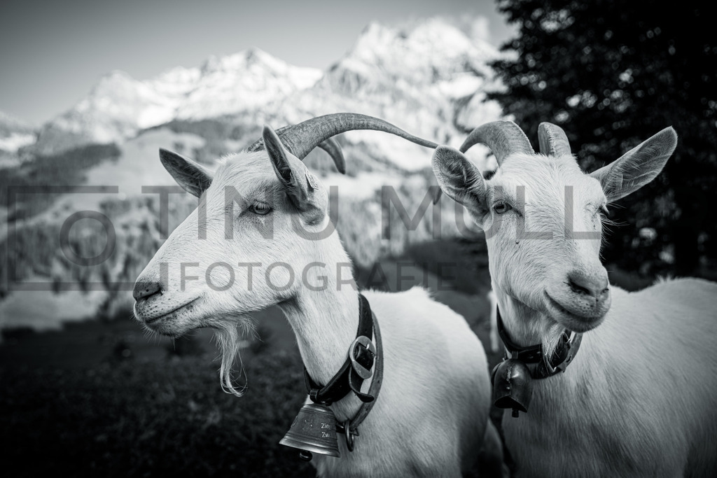 DSC02746 | Tinu Müller Fotografie- Bildershop - Realisiert mit Pictrs.com