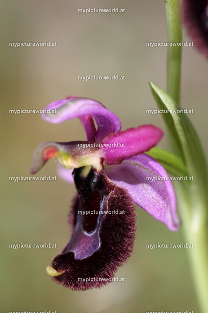 Bertolonis-Ragwurz-097 | Das Bilderarchiv über Tiere, Planzen und Landschaften. In der Bilddatenbank finden Sie ein große Auswahl an hochwertigen Bilder für Ihre Werbung - Realisiert mit Pictrs.com