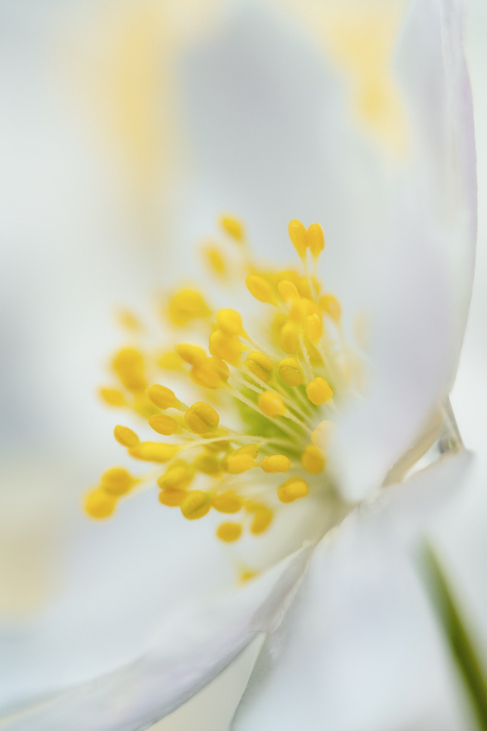 Makro Geisseblüemli | So hübsch und zart - Realisiert mit Pictrs.com