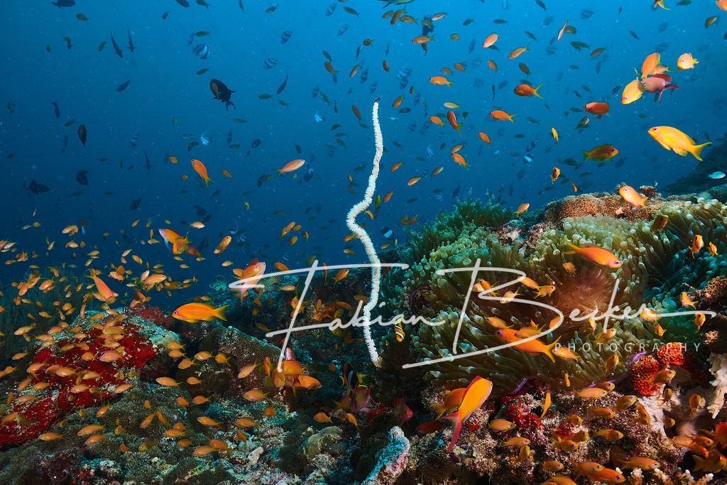 Überfluss | Einzigartige Wandbilder von faszinierenden Unterwasserwelten. Exklusive Kunst für Empfangsbereiche, Wohnraum oder Wartezimmer. - Realisiert mit Pictrs.com