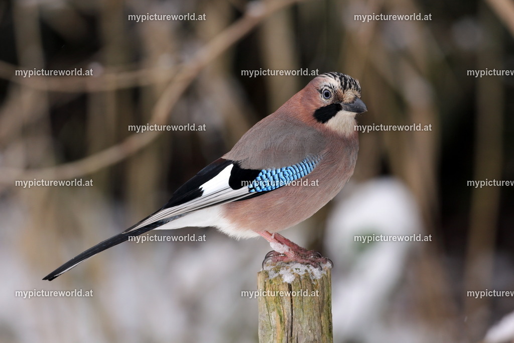 Eichelhäher-018 | Das Bilderarchiv über Tiere, Planzen und Landschaften. In der Bilddatenbank finden Sie ein große Auswahl an hochwertigen Bilder für Ihre Werbung - Realized with Pictrs.com