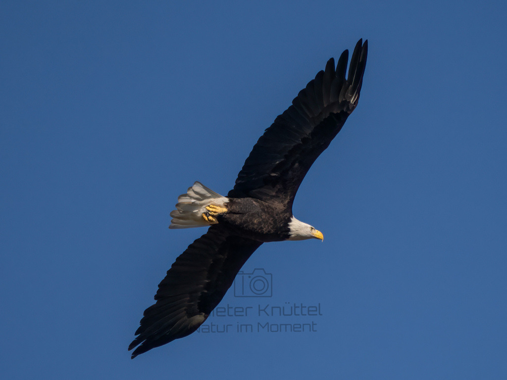 P1637208-Bearbeitet-2023-LR | Natur im Moment - Realisiert mit Pictrs.com