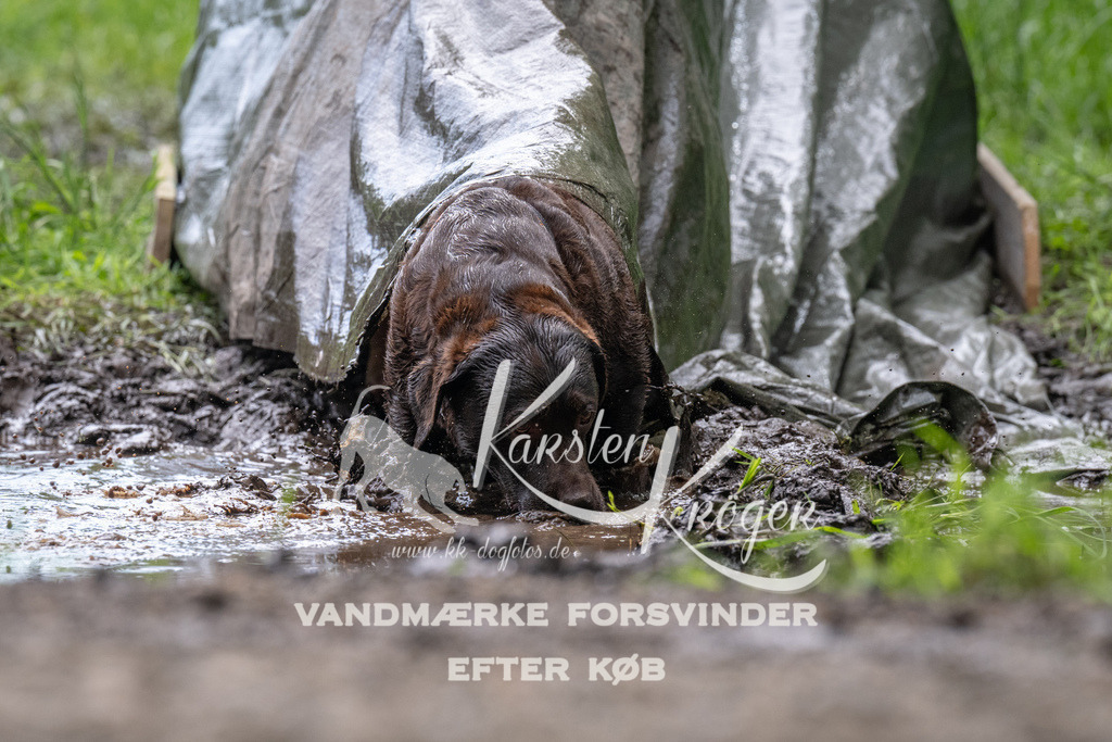 1119_ZZ92370 | kk-dogfotos