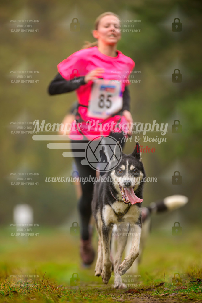 MompixPhotography_Bischwiller2025_Canicross-116 | mompixphotography