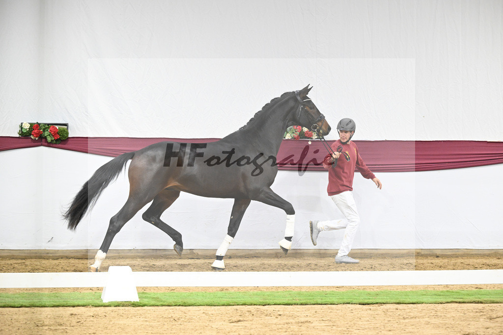 Kat-Nr. 128 Vitalis x De Kooning_Stall Buchenhof_47254249 | hf-fotografie - Realisiert mit Pictrs.com