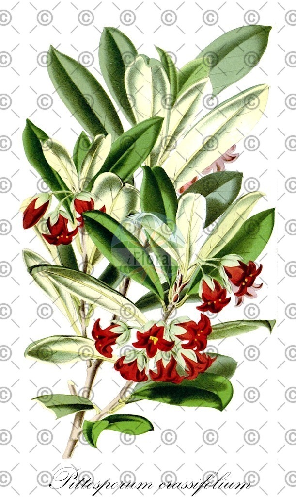 HistAbb_wfo-0000475686_1_ENZY_Simple | Historische Abbildung von Pittosporum crassifolium - Pittosporaceae | Historical Illustration of Pittosporum crassifolium - Pittosporaceae