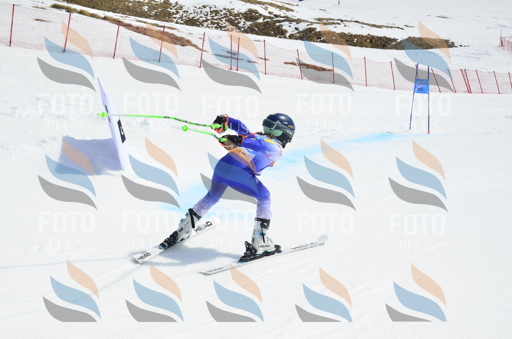 _ELE1903 | holidayphoto