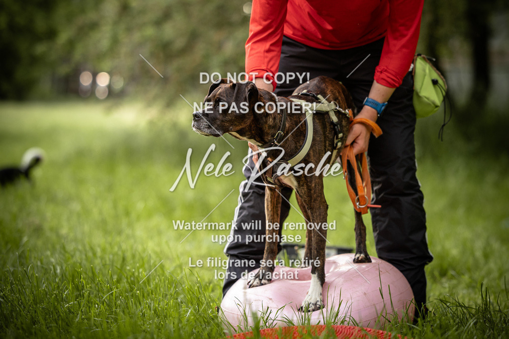 nelerasche_So-earlydog_91 | nelerasche