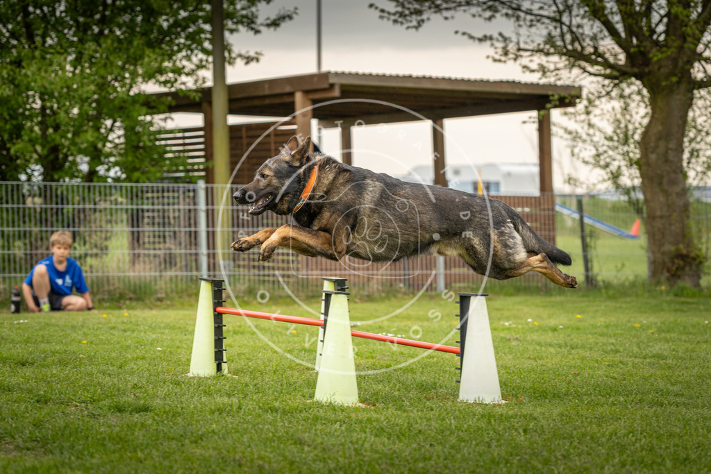 Pfotenfotografie_DV3A1339 | Hundefotografie, Tierfotograf, Pfotenfotografie, Fotoshooting Hund, Hunde Portrait, Hundesport, Hundeportraits, Heideshooting, Hunde, Sportfotograf, Hundefotograf, Turnierhundsport, THS,  - Realisiert mit Pictrs.com