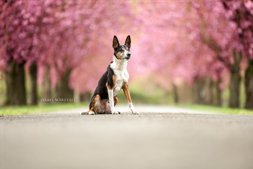 IM_22-Wiederhergestellt | Isabel Marstall Fotografie - Realisiert mit Pictrs.com
