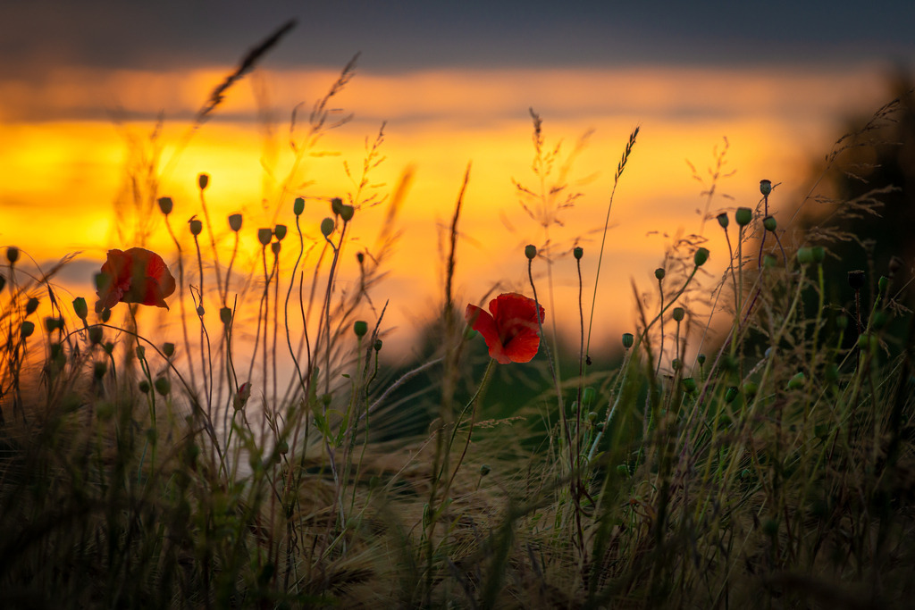 Mohnblumen am Feldrand | Die rote Mohnblume am Feldrand, die von den warmen Strahlen der untergehenden Sonne beleuchtet wird, erzeugt eine friedliche und entspannende Atmosphäre, die den Betrachter einlädt, einen Moment innezuhalten und die Schönheit des Augenblicks zu genießen. Das satte Rot der Blüte bildet einen schönen Kontrast zu dem grünen Hintergrund des Feldes und dem orangefarbenen Himmel.