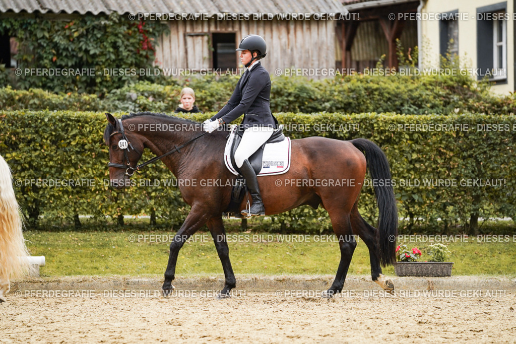 DSC09931 | Pferdegrafie