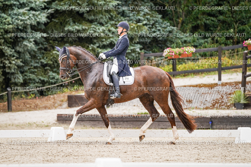 DSC07737 | Pferdegrafie