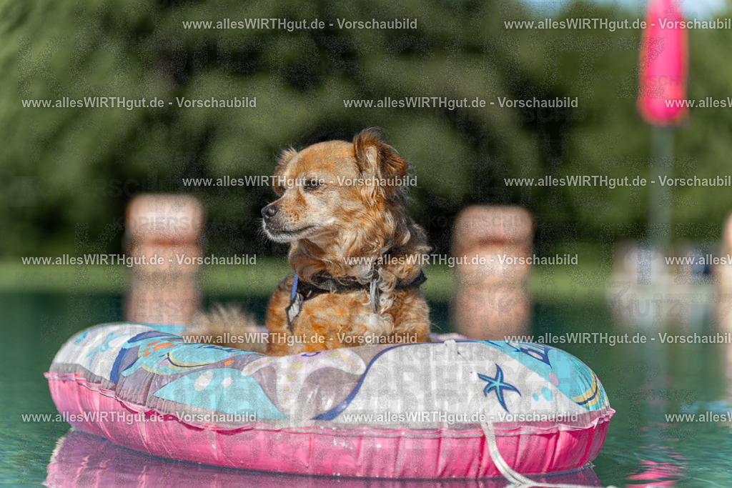 Hundeschwimmen_Volksbad_2026-allesWIRTHgut_Tierfotografie-2609061048-095805-7R509188 | Professionelle Tierfotografie in Mönchengladbach von Daniel Wirth (allesWIRTHgut). Liebevolle & natürliche Bilder von Hunden & Katzen für unvergessliche Erinnerungen.