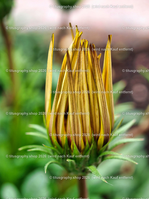 titusgraphy_P6100547-vz-ln | OLYMPUS DIGITAL CAMERA - Realisiert mit Pictrs.com