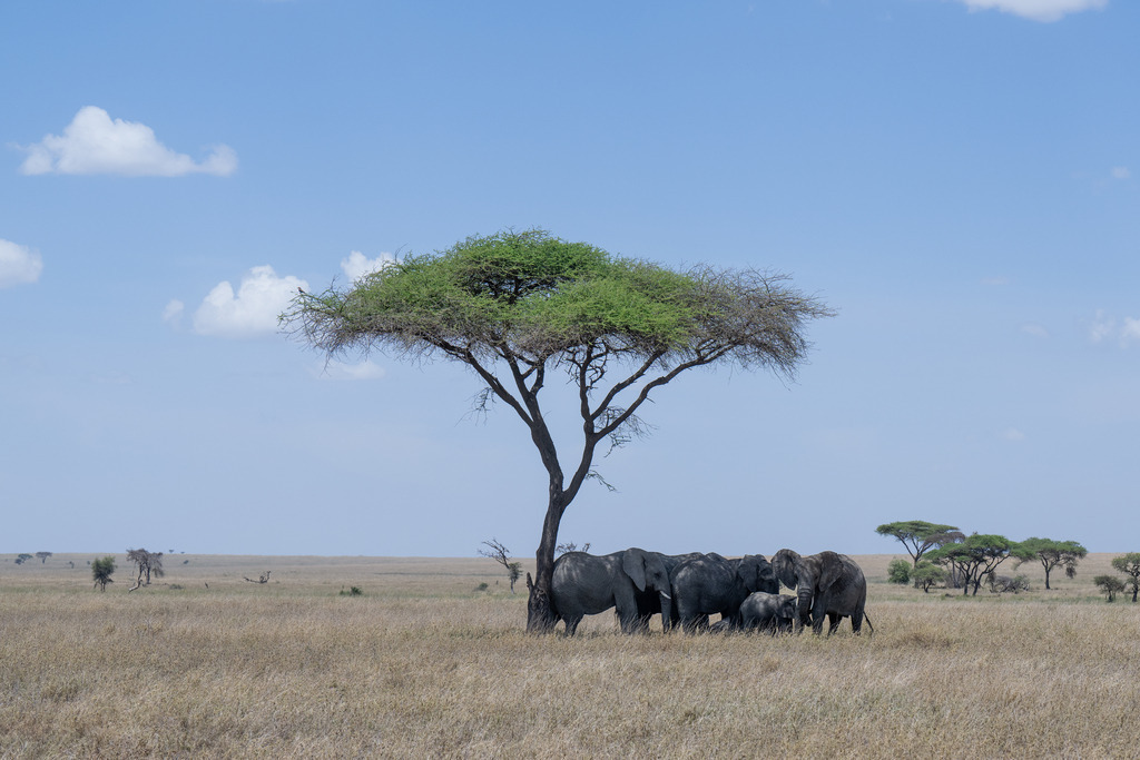 Serengeti Nationalpark - 29. September 2022 | Elefanten im Schatten einer Schirmakazie im Serengeti Nationalpark.
Bild: Sportfotografie Markus Aeschimann | www.markus-aeschimann.ch - Realisiert mit Pictrs.com