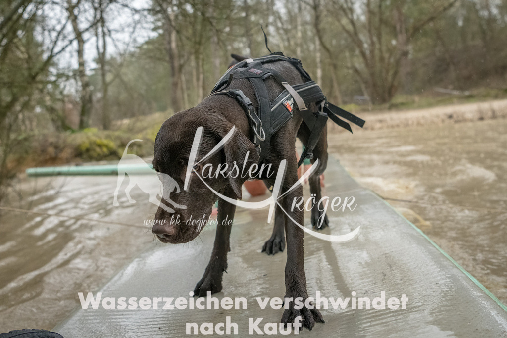 1048_ZZ93453-Bearbeitet | kk-dogfotos