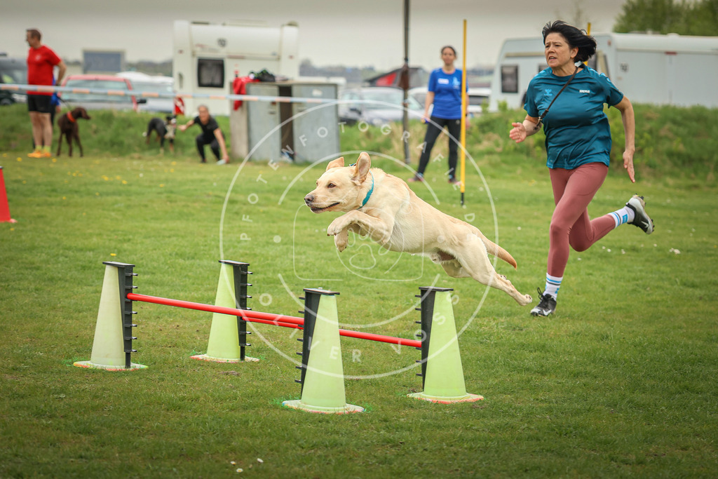 Pfotenfotografie_0L8A0692 | Hundefotografie, Tierfotograf, Pfotenfotografie, Fotoshooting Hund, Hunde Portrait, Hundesport, Hundeportraits, Heideshooting, Hunde, Sportfotograf, Hundefotograf, Turnierhundsport, THS,  - Realisiert mit Pictrs.com