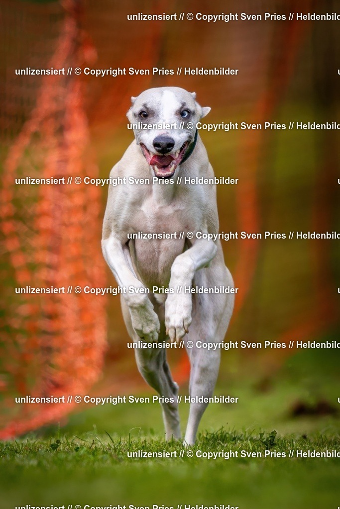 Sven Pries | 2024-09-22 - Hunderennen Baden-BadenPudelverein - Realisiert mit Pictrs.com