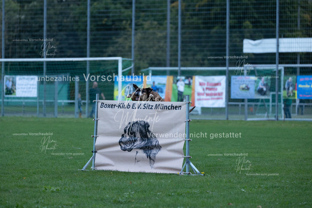 _16A4459 | Einzigartige Fotos von Hunden & Menschen –Actionfotos, Portraits, Vereinsaufnahmen & Paarshootings – authentisch, lebendig & mit Herz.