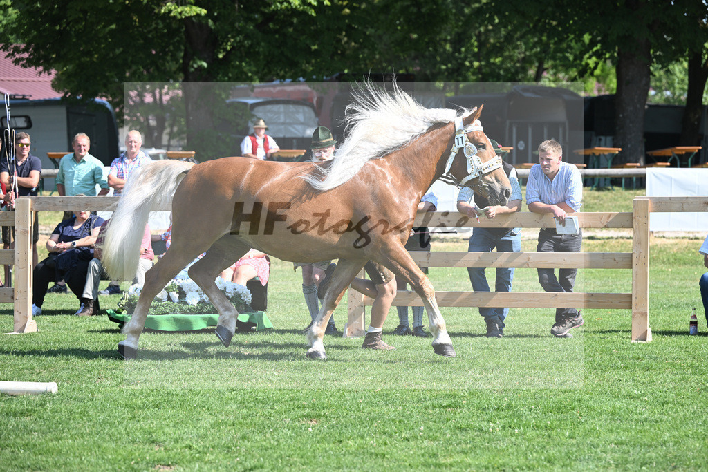 Kat-Nr. 11 Pelipa_Poeschl_20230160 | hf-fotografie - Realisiert mit Pictrs.com