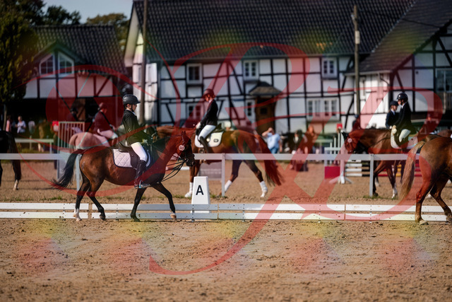 2026_10_03_Siefer-Hof_122040_Z63_43676623 | Professionelle Reitsport-, Turnier- und Eventfotografie von Robert Broda. Galerien mit ausgewählten und bearbeiteten Bildern direkt online ansehen und bestellen.