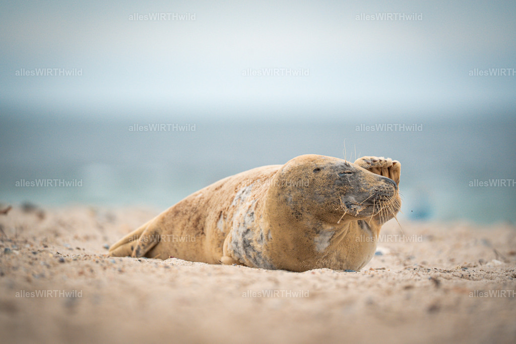 allesWIRTHwild.de - 7IV04734 | Entdecke die faszinierende Welt der Natur- und Wildlife-Fotografie von Daniel und Bärbel. Inspirierende Bilder von wilden Tieren und kleinen Naturwundern.