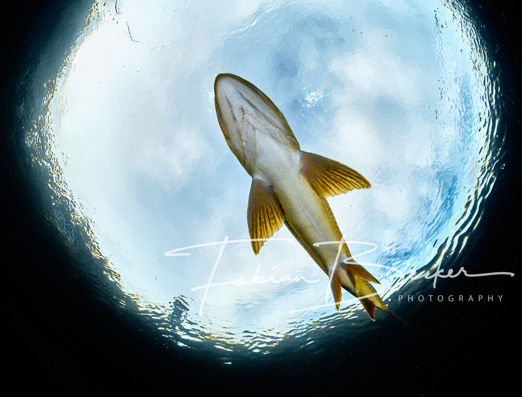 Perspektivwechsel | Einzigartige Wandbilder von faszinierenden Unterwasserwelten. Exklusive Kunst für Empfangsbereiche, Wohnraum oder Wartezimmer. - Realisiert mit Pictrs.com